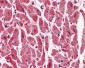 PPM1G Antibody (aa317-546, clone K1G6)